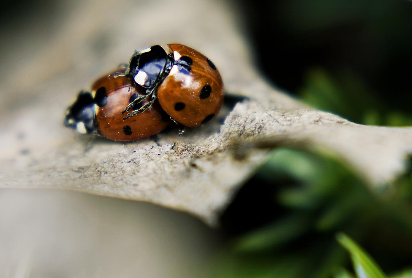 Macro shots and Earth Day