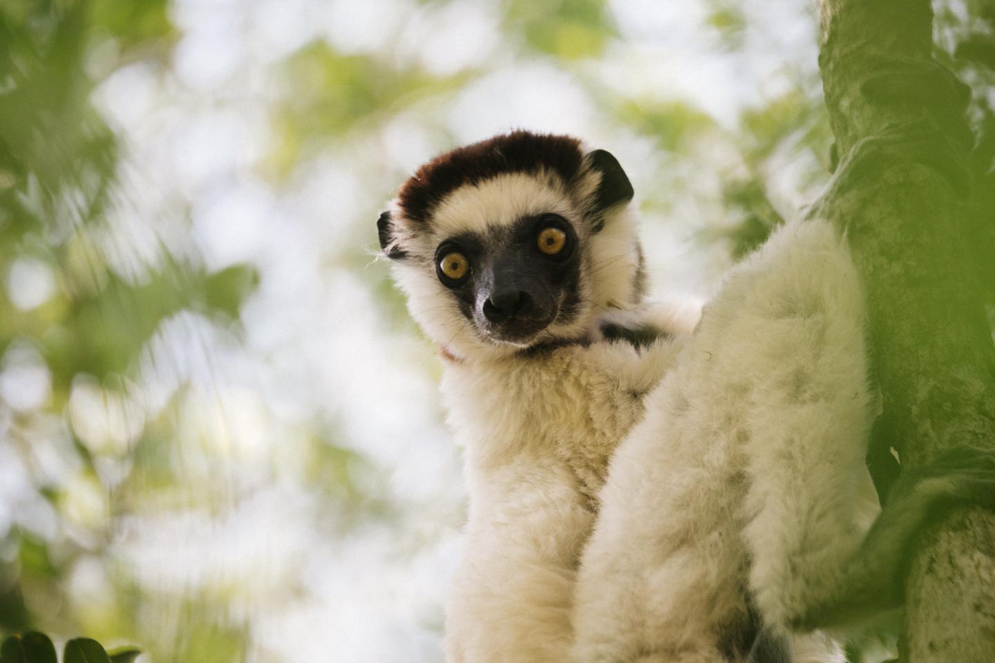Madagascar | Travel Photography