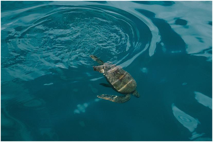 french-polynesia-austral-islands_5169