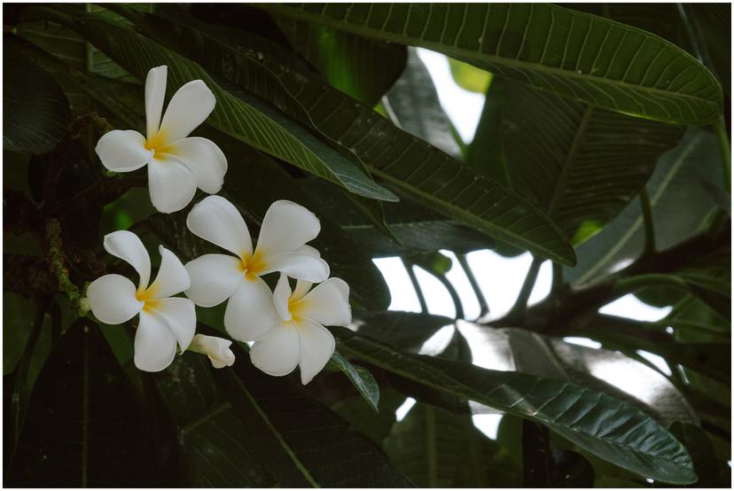 french-polynesia-austral-islands_5170