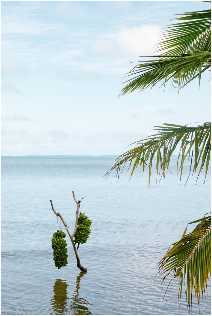 french-polynesia-austral-islands_5186