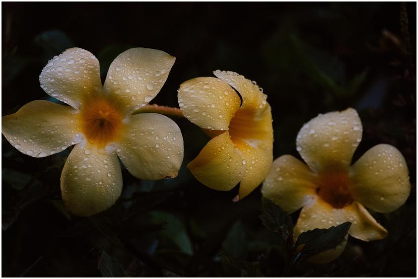 french-polynesia-austral-islands_5194