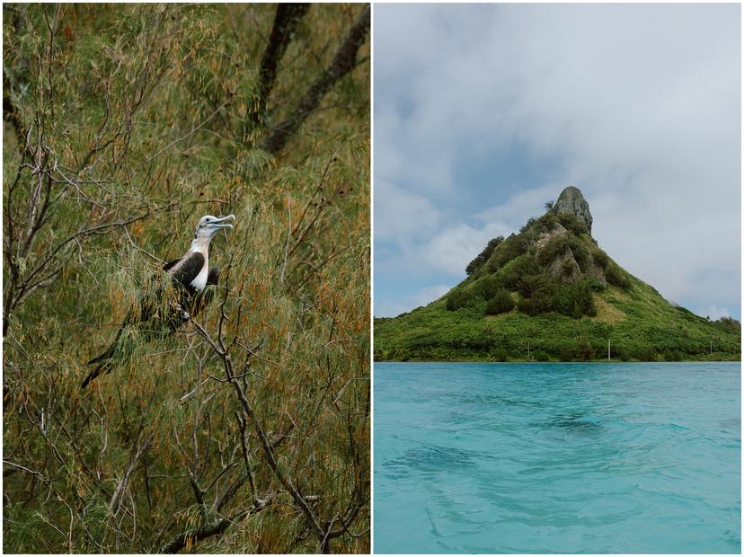 french-polynesia-austral-islands_5210