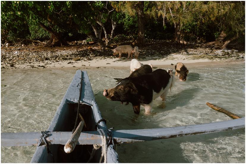 french-polynesia-austral-islands_5226