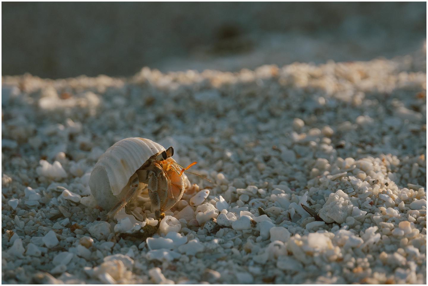 french-polynesia-austral-islands_5254