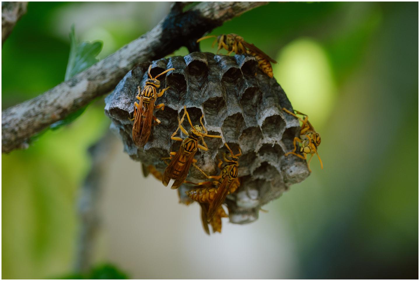 french-polynesia-austral-islands_5268