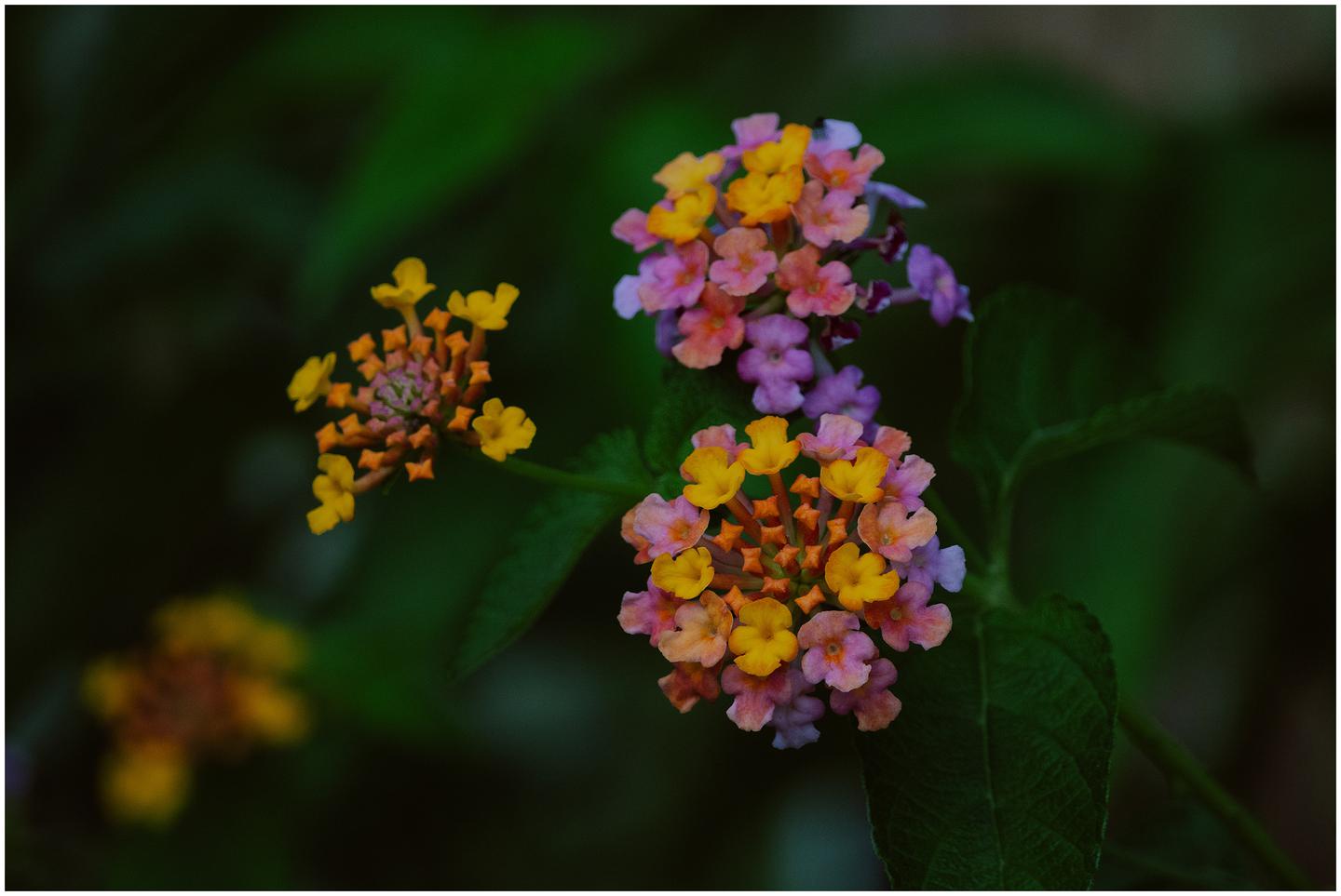 french-polynesia-austral-islands_5275