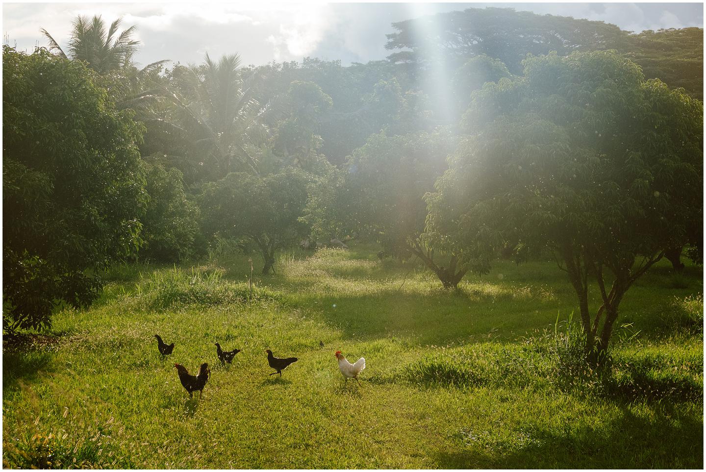 french-polynesia-austral-islands_5276
