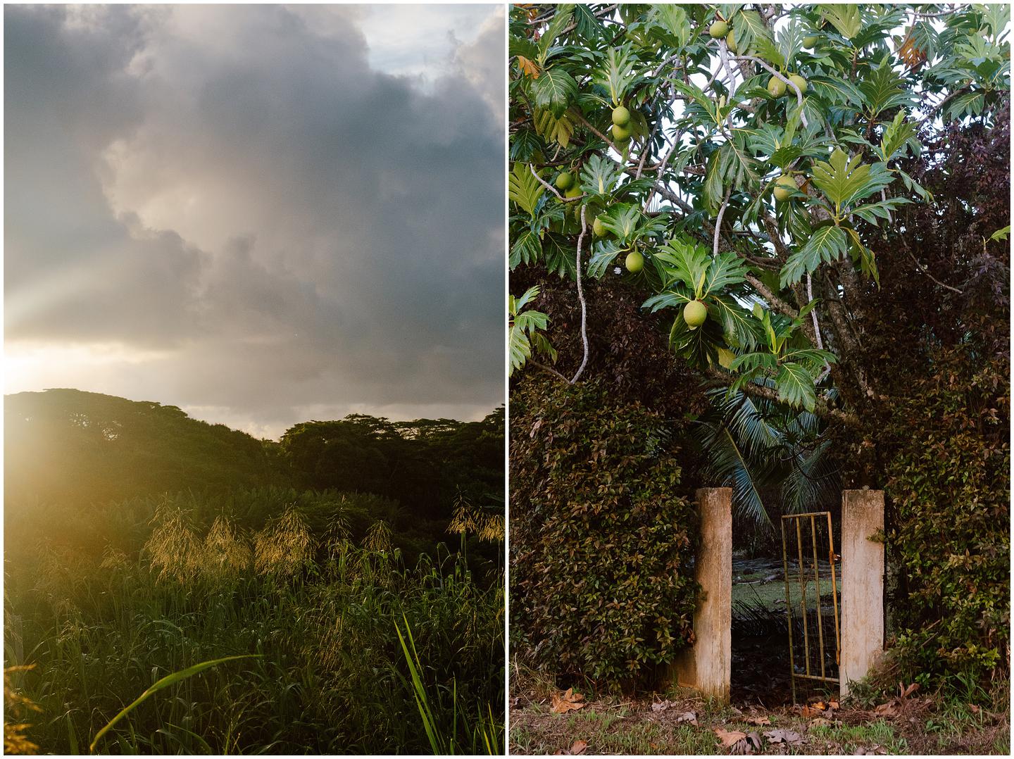french-polynesia-austral-islands_5277
