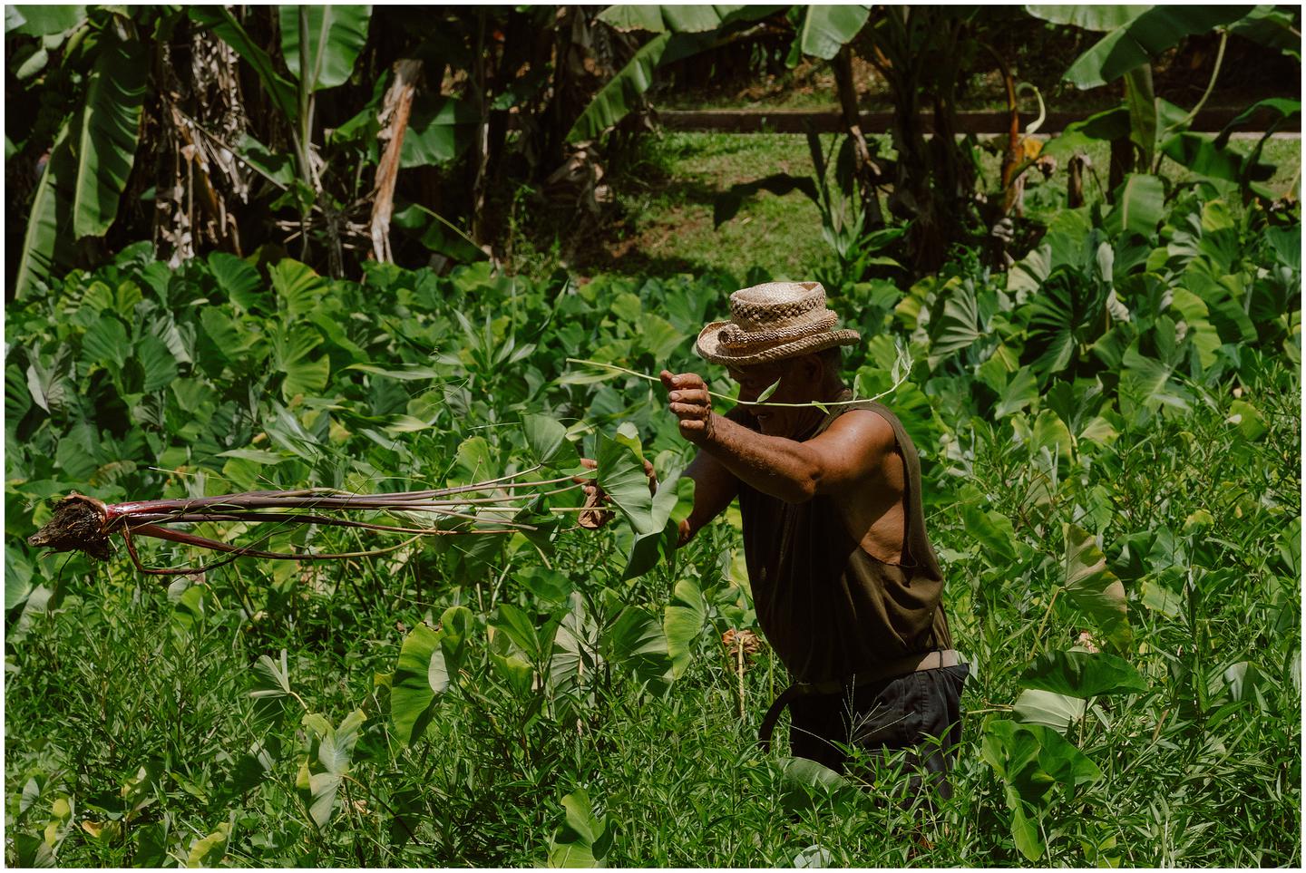 french-polynesia-austral-islands_5304