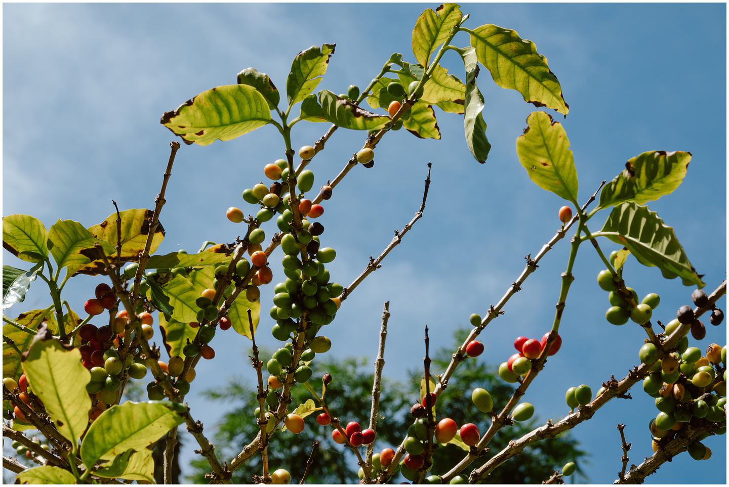 french-polynesia-austral-islands_5309