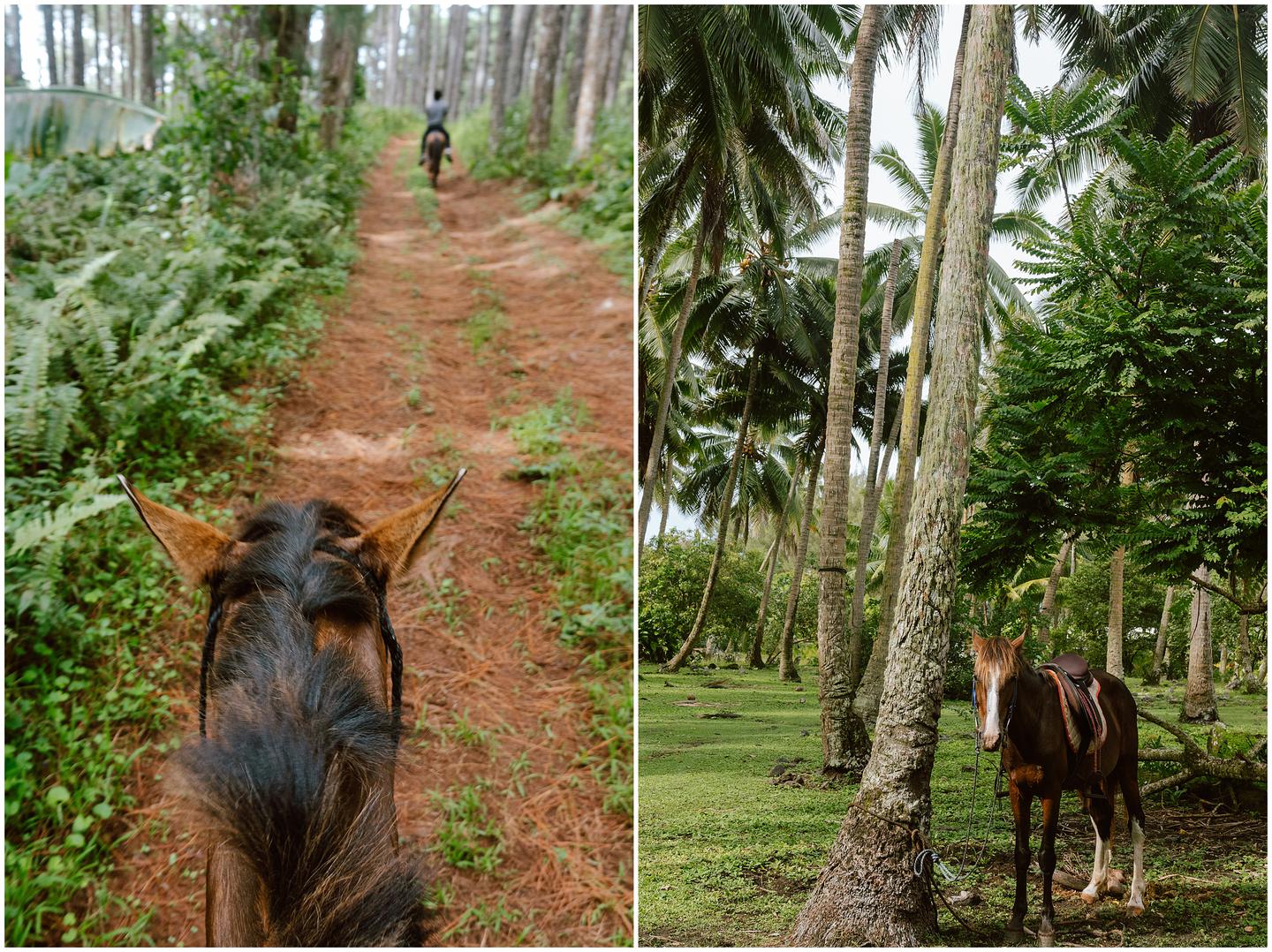 french-polynesia-austral-islands_5327