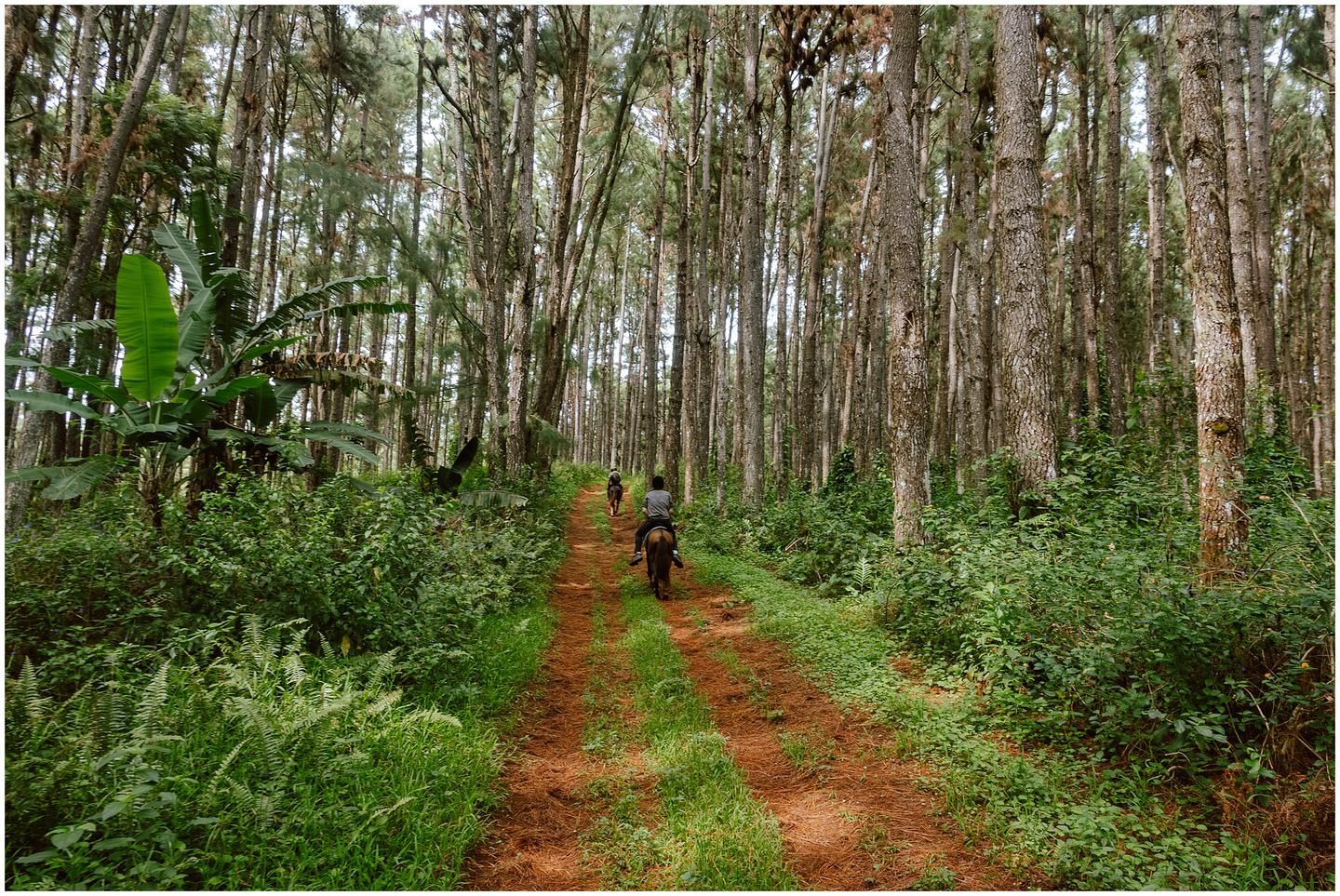 french-polynesia-austral-islands_5328