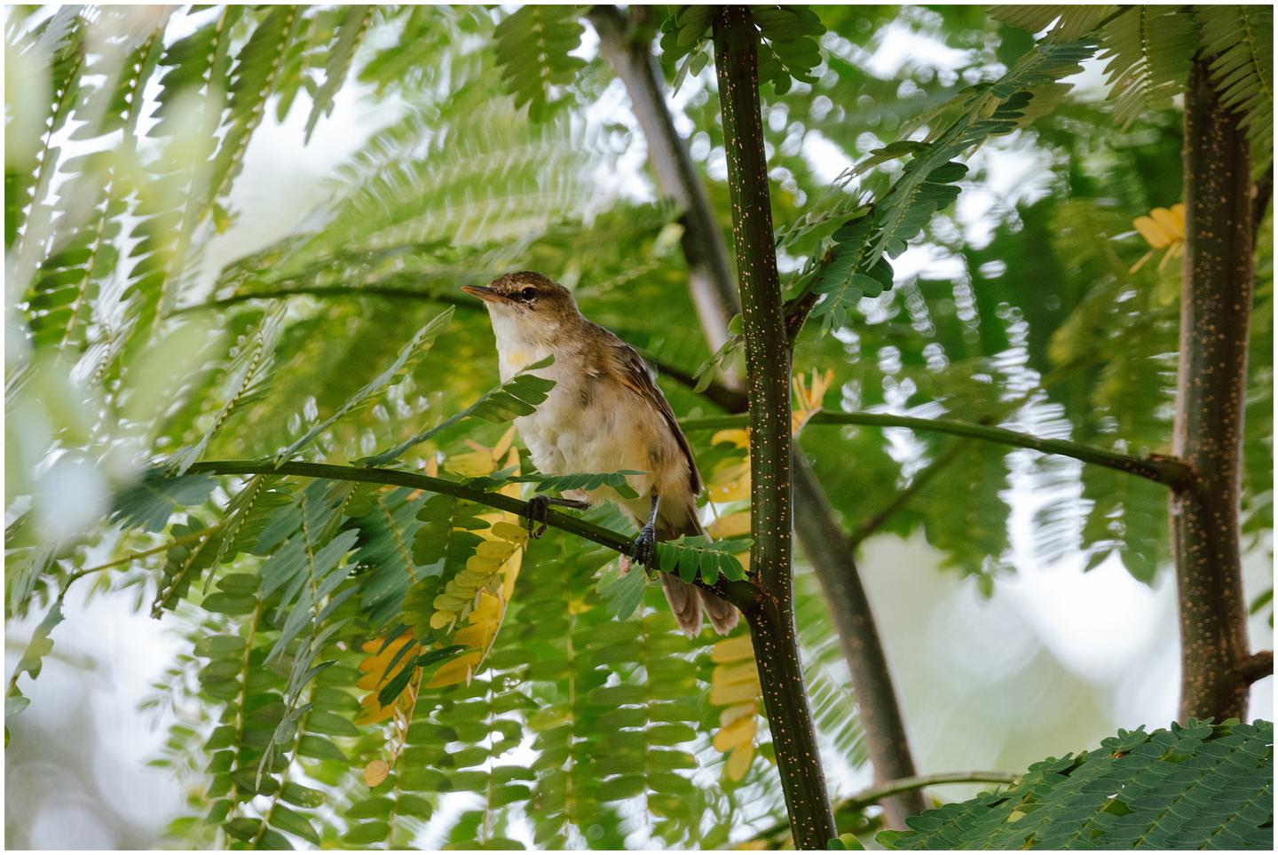 french-polynesia-austral-islands_5350