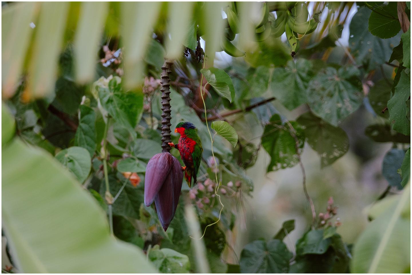 french-polynesia-austral-islands_5355