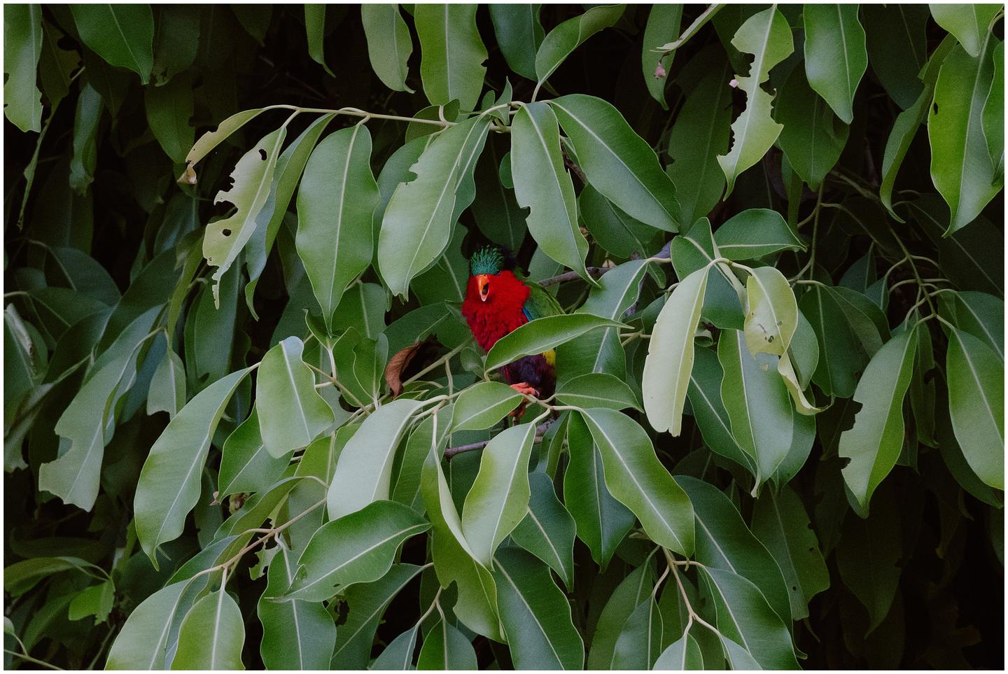 french-polynesia-austral-islands_5356