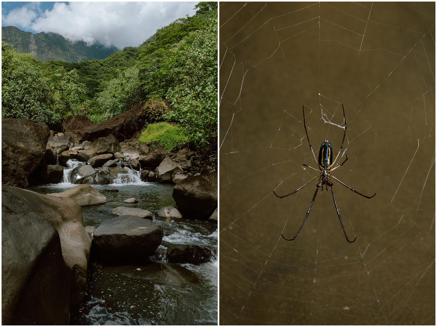french-polynesia-austral-islands_5378