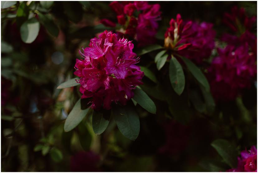 laurelhurst-park-wedding-spring_5871