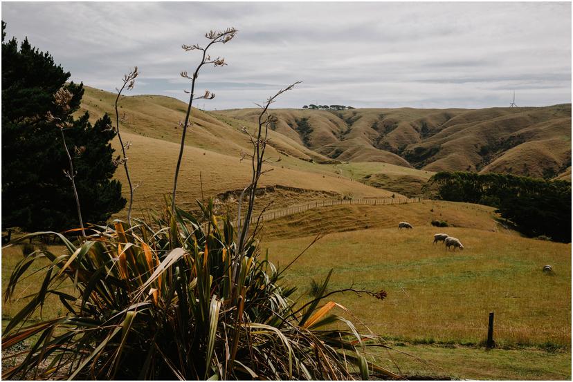 ohariu-farm-wedding-photographer-1042