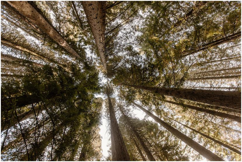 redwood-deck-wedding-hoyt-arboretum_0147